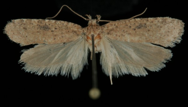 Agonopterix laterella Agonopterix laterella
