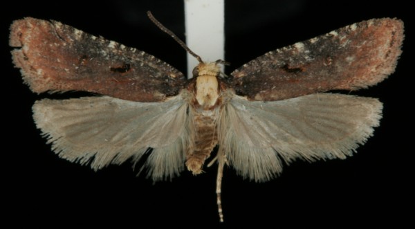 Agonopterix liturosa Agonopterix liturosa