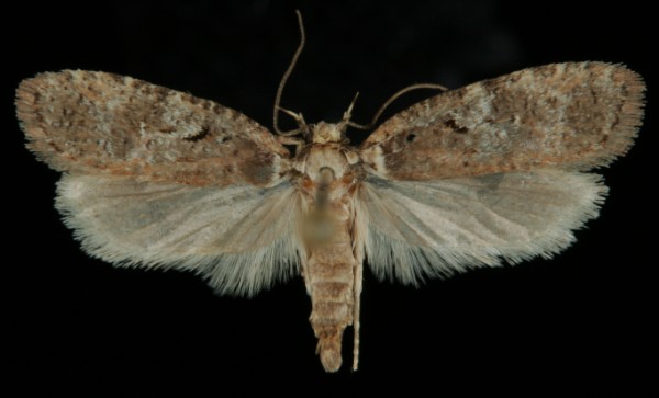 Agonopterix conterminella Agonopterix conterminella