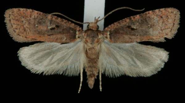Agonopterix conterminella Agonopterix conterminella