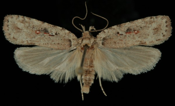 Agonopterix ocellana Agonopterix ocellana