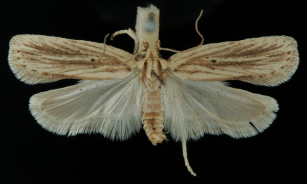 Agonopterix umbellana Agonopterix umbellana