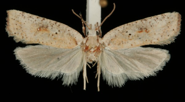 Agonopterix nervosa Agonopterix nervosa