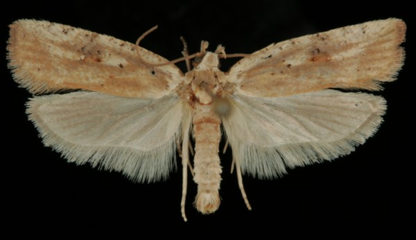 Agonopterix nervosa Agonopterix nervosa