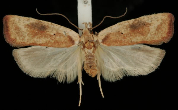 Agonopterix nervosa Agonopterix nervosa
