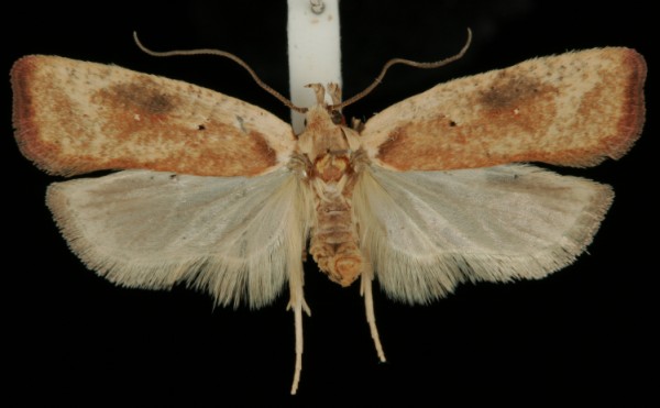 Agonopterix nervosa