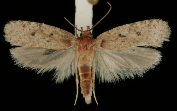 Agonopterix curvipunctosa Agonopterix curvipunctosa