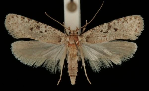 Agonopterix curvipunctosa Agonopterix curvipunctosa