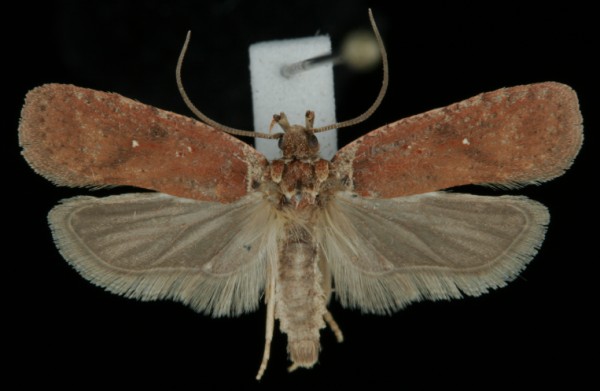 Agonopterix cnicella Agonopterix cnicella