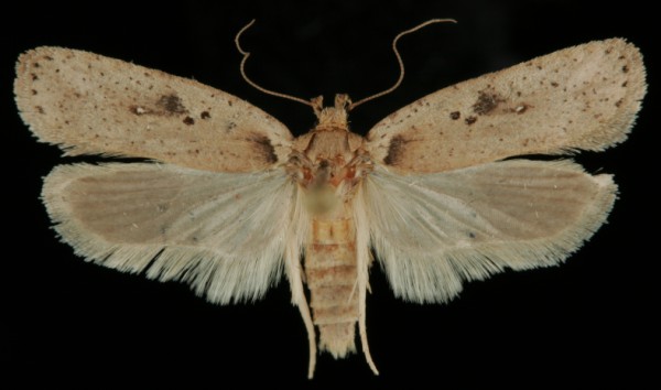 Agonopterix yeatiana Agonopterix yeatiana