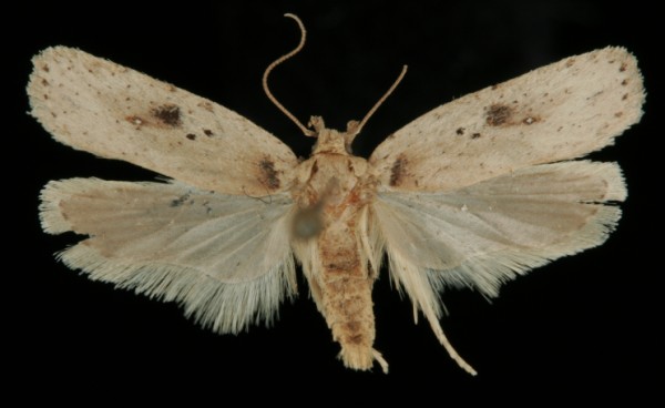 Agonopterix yeatiana Agonopterix yeatiana