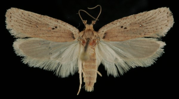 Agonopterix yeatiana Agonopterix yeatiana