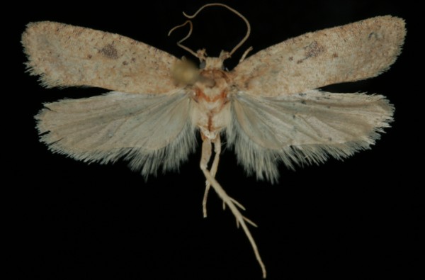 Agonopterix subpropinquella Agonopterix subpropinquella