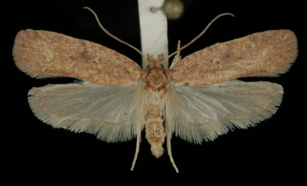 Agonopterix subpropinquella Agonopterix subpropinquella
