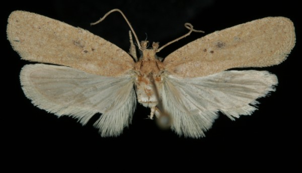 Agonopterix subpropinquella Agonopterix subpropinquella