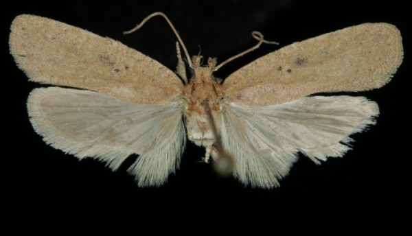 Agonopterix subpropinquella