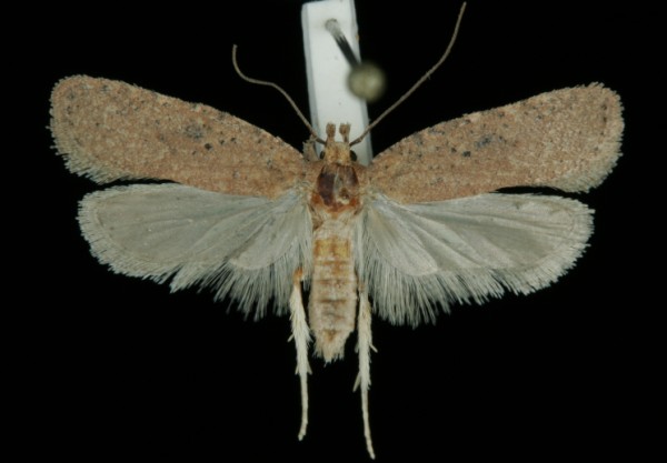 Agonopterix subpropinquella Agonopterix subpropinquella