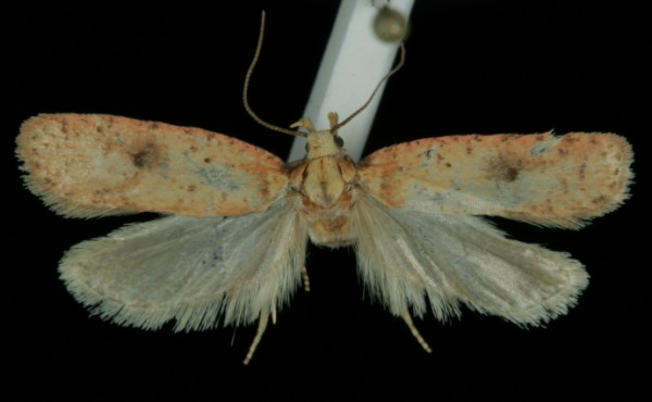 Agonopterix angelicella Agonopterix angelicella
