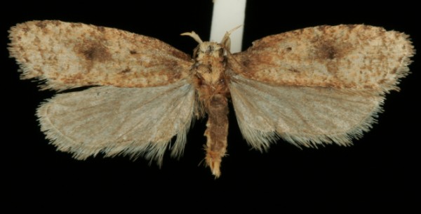 Agonopterix angelicella Agonopterix angelicella