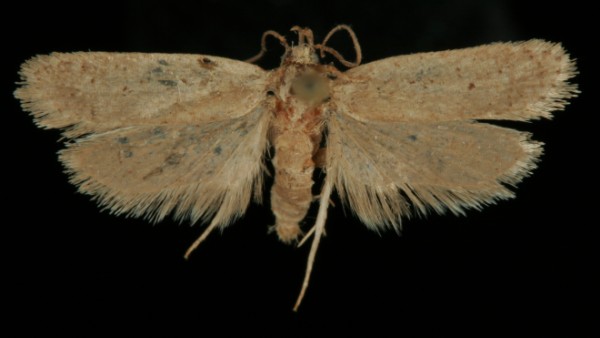 Agonopterix capreolella Agonopterix capreolella
