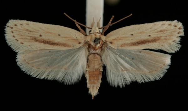 Agonopterix pallorella Agonopterix pallorella