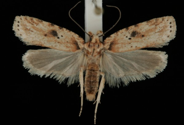 Agonopterix arenella Agonopterix arenella