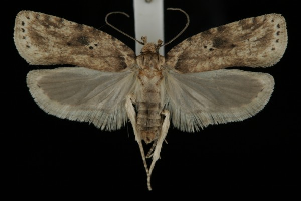 Agonopterix arenella Agonopterix arenella