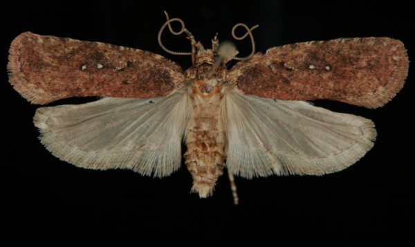 Agonopterix ciliella Agonopterix ciliella