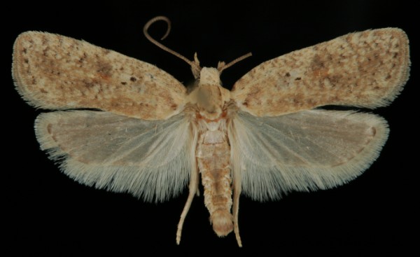 Agonopterix assimilella Agonopterix assimilella