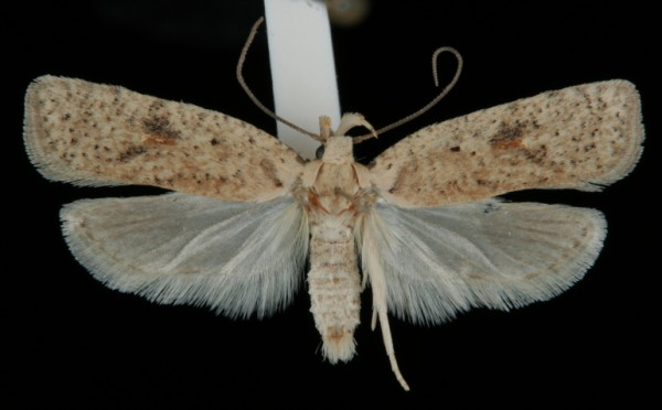 Agonopterix assimilella Agonopterix assimilella