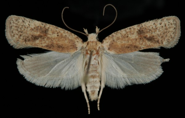 Agonopterix assimilella Agonopterix assimilella