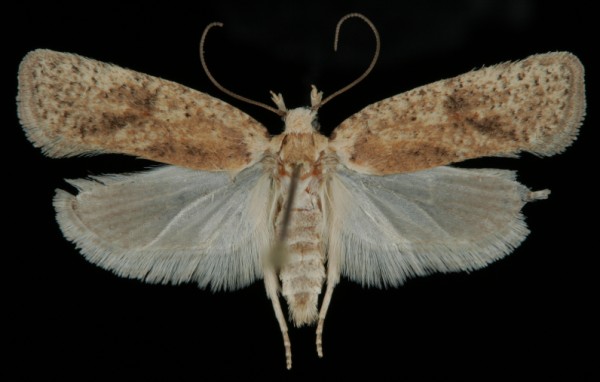 Agonopterix assimilella