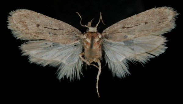 Depressaria discipunctella Depressaria discipunctella