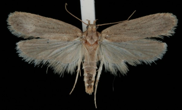 Depressaria discipunctella Depressaria discipunctella