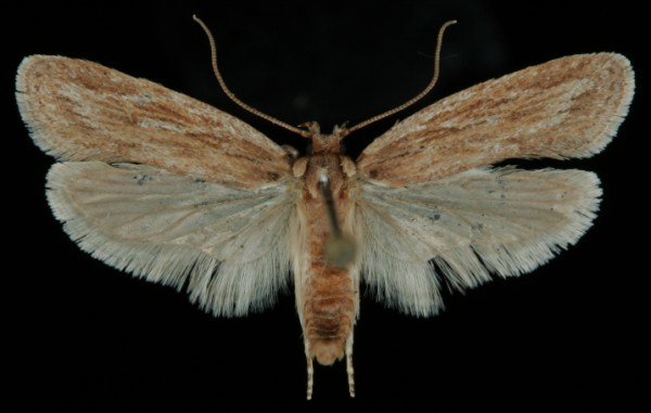 Depressaria daucella Depressaria daucella