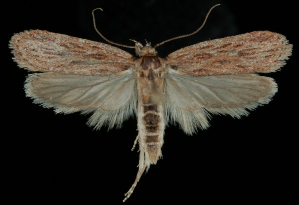 Depressaria daucella Depressaria daucella