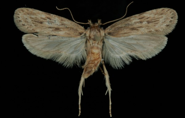 Depressaria radiella Depressaria radiella