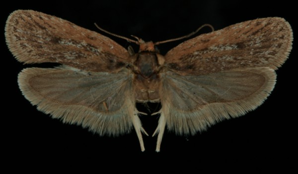 Depressaria pimpinellae Depressaria pimpinellae
