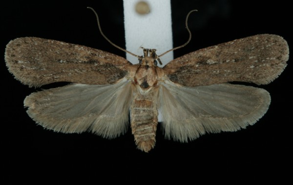 Depressaria badiella Depressaria badiella