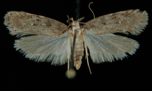 Depressaria pulcherrimella Depressaria pulcherrimella
