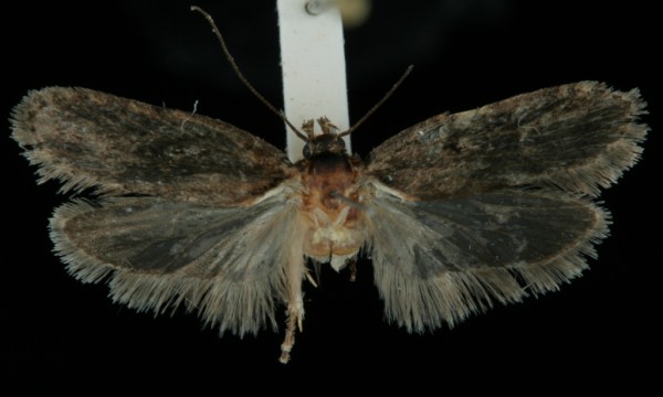 Depressaria douglasella Depressaria douglasella