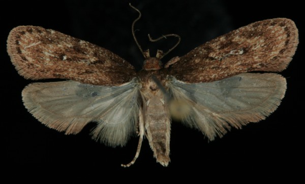 Depressaria albipunctella Depressaria albipunctella
