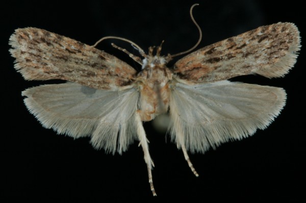 Depressaria chaerophylli Depressaria chaerophylli
