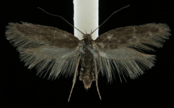 Amphisbatis incongruella Amphisbatis incongruella
