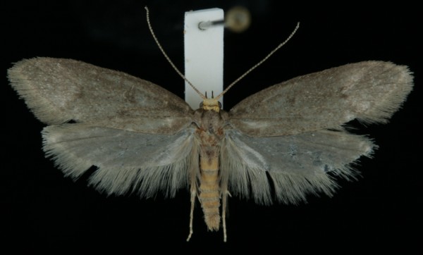 Agnoea flavifrontella Agnoea flavifrontella