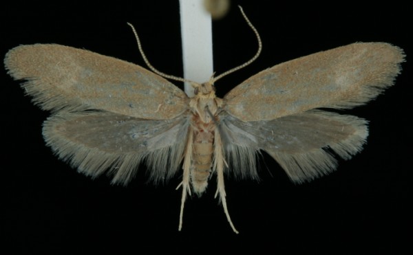 Agnoea subochreella Agnoea subochreella