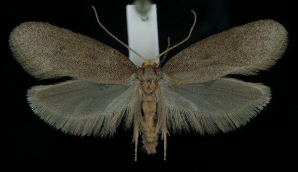 Agnoea latipennella Agnoea latipennella