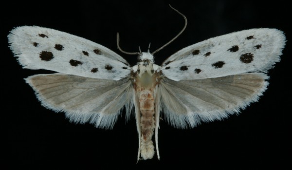 Ethmia dodecea Ethmia dodecea