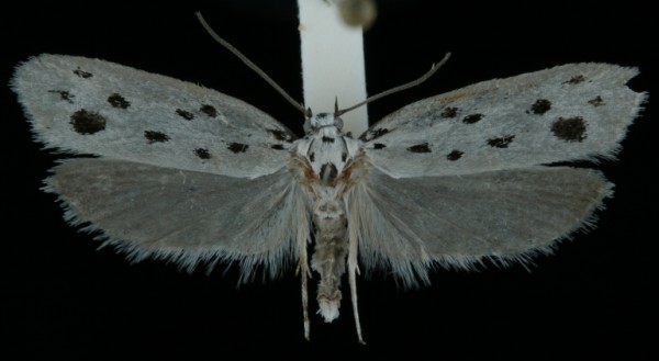 Ethmia dodecea Ethmia dodecea
