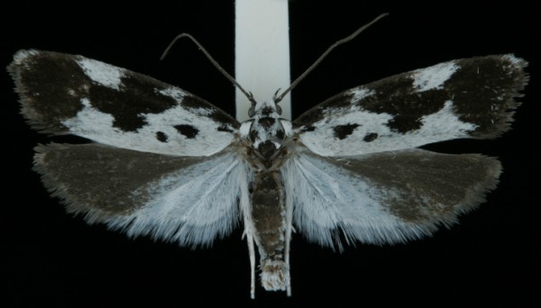 Ethmia quadrillella Ethmia quadrillella